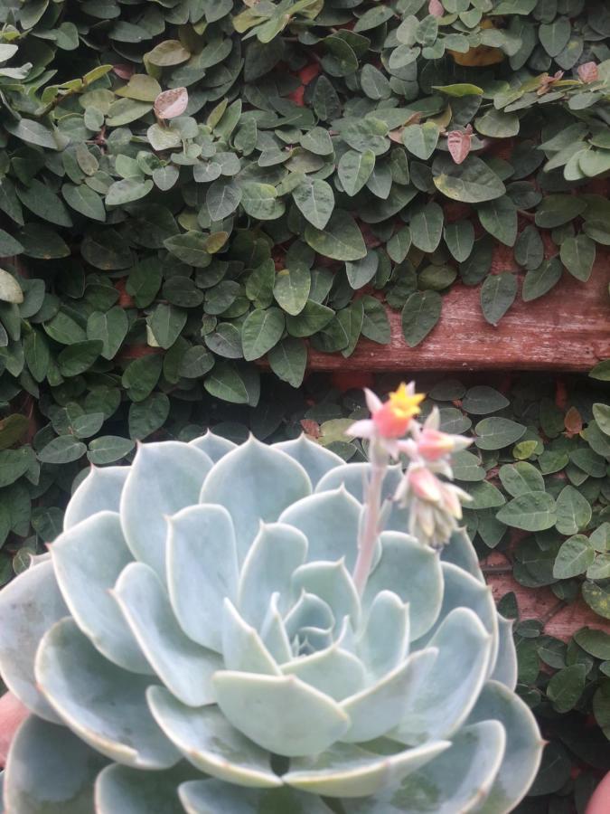 Casa Indaia Bnb - Casa Compartilhada คารากัวตาตูบา ภายนอก รูปภาพ