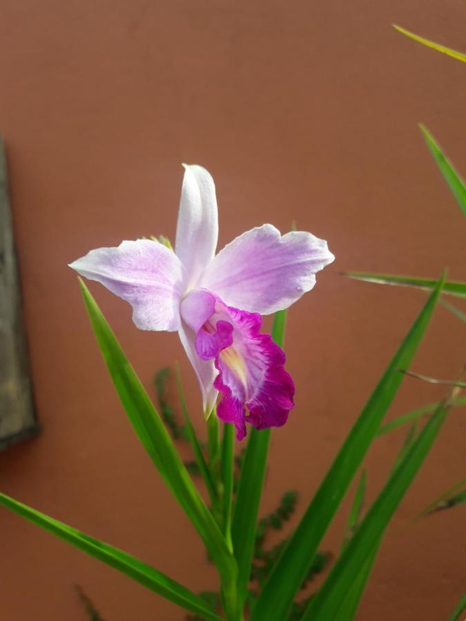 Casa Indaia Bnb - Casa Compartilhada คารากัวตาตูบา ภายนอก รูปภาพ